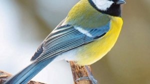 ЧИРИК-ЧИРИК, МЫ ТУТ ГЛАВНЫЕ ! Нет... вы бесправные !!!