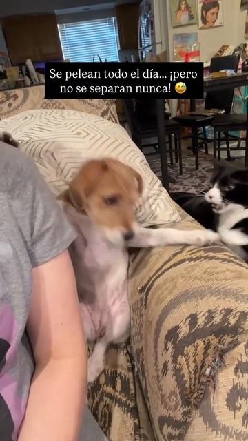 СМЕШНЫЕ КОТЫ 😺 2026 ЛУЧШИЕ ПРИКОЛЫ С КОТАМИ ,КОШКАМИ ,ЖИВОТНЫЕ,СМЕШНЫЕ ВИДЕО