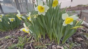 Домашний влог. Работы в огороде. Новый опрыскиватель. Как перезимовали розы. Апрель 2026