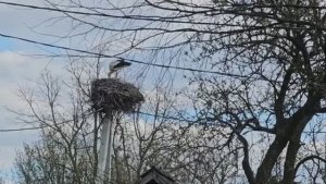 ПОСАДКА КАРТОШКИ МАЛЕНЬКАЯ ХИТРОСТЬ ДЛЯ БОЛЬШОГО УРОЖАЯ