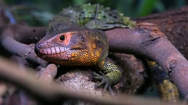 Дикая Амазонка.