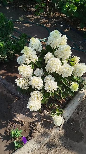 Метельчатая гортензия Литл Блоссом.