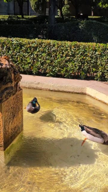 Валенсианские будни. Испания