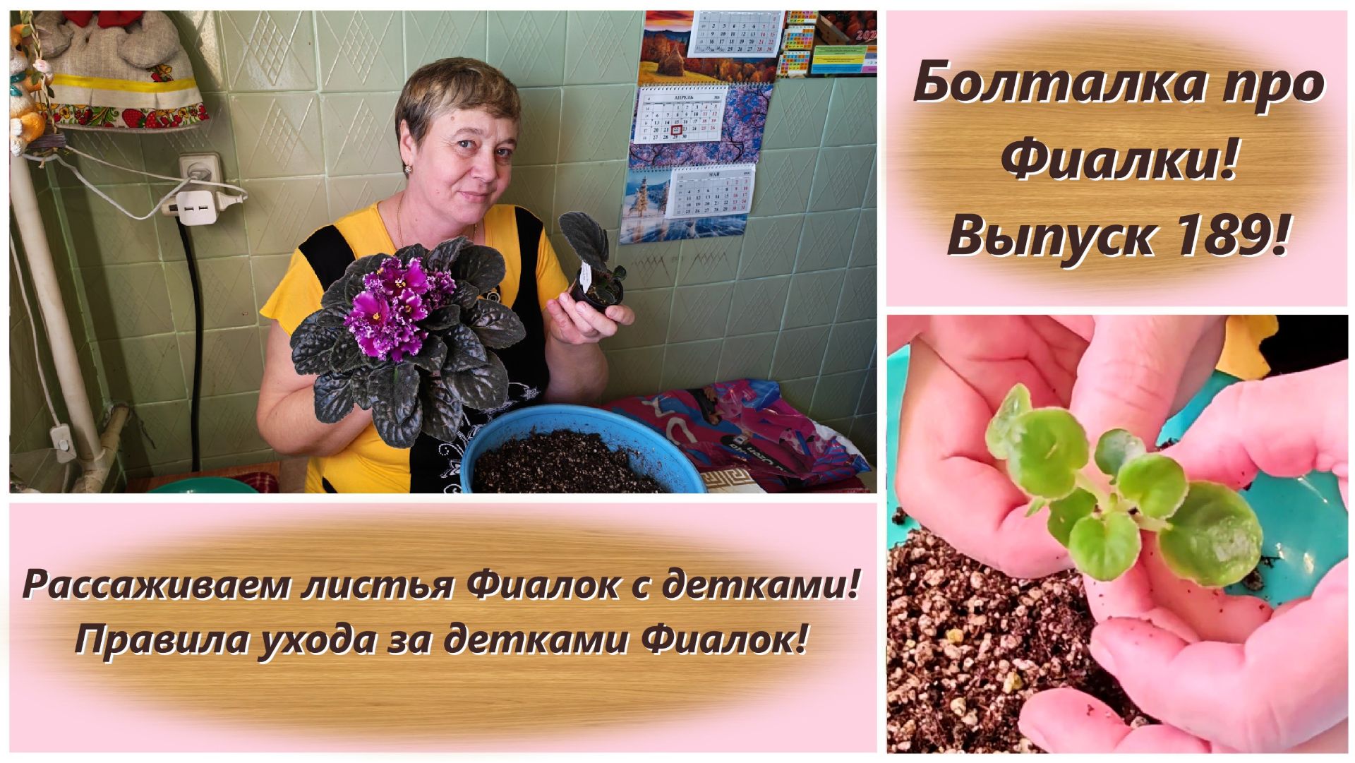 Болталка про Фиалки! Выпуск 189!Рассаживаем листья Фиалок с детками!Правила ухода за детками Фиалок!