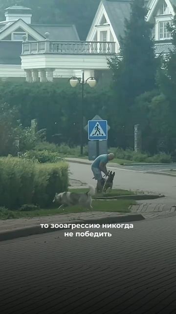 Почему собака глохнет на улице хотя знает все команды?