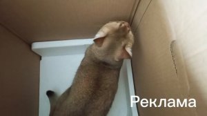 Рекламная заставка Пятнадцать ТВ но Кошка с коробкой (25.04.2026)