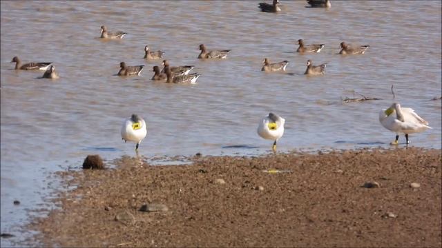 окольцованные птицы, Лебеди, наблюдение птиц в Новгородской области, Ушерско, 25 апреля 2026