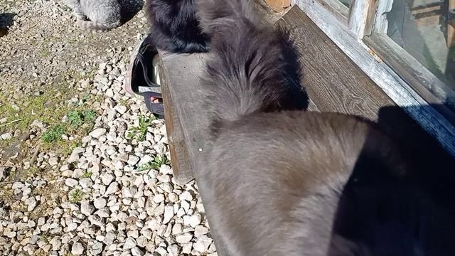 котячья радость.mp4