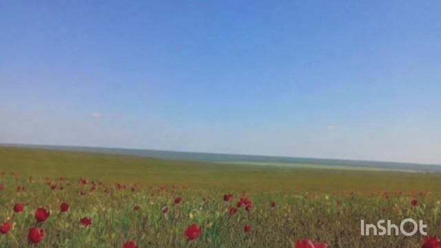 Гимн Тюльпану *2026