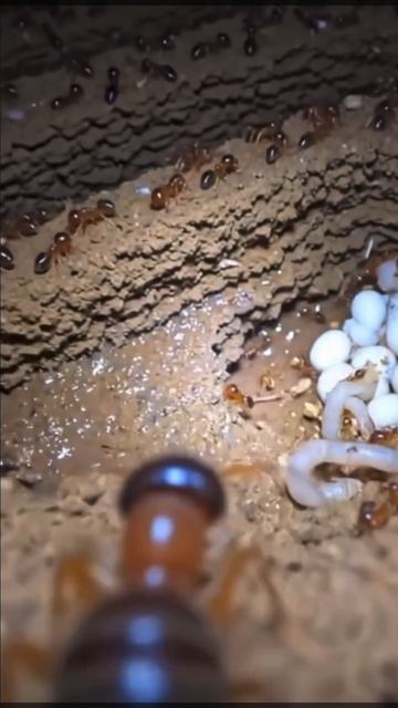 Ленар Гатин-Пусть отныне