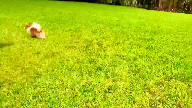 Nastya lost her dog and other stories for kids