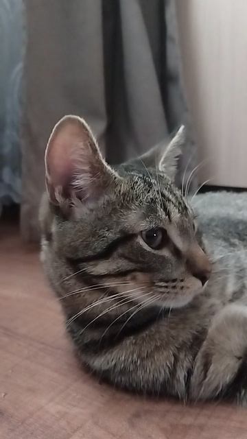 Кузя любит эту песню