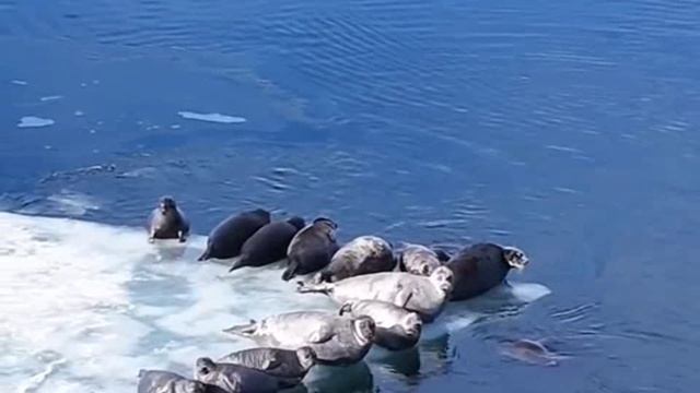 ...в Лиственничном Заливе __о.Байкал (апрель 2026)