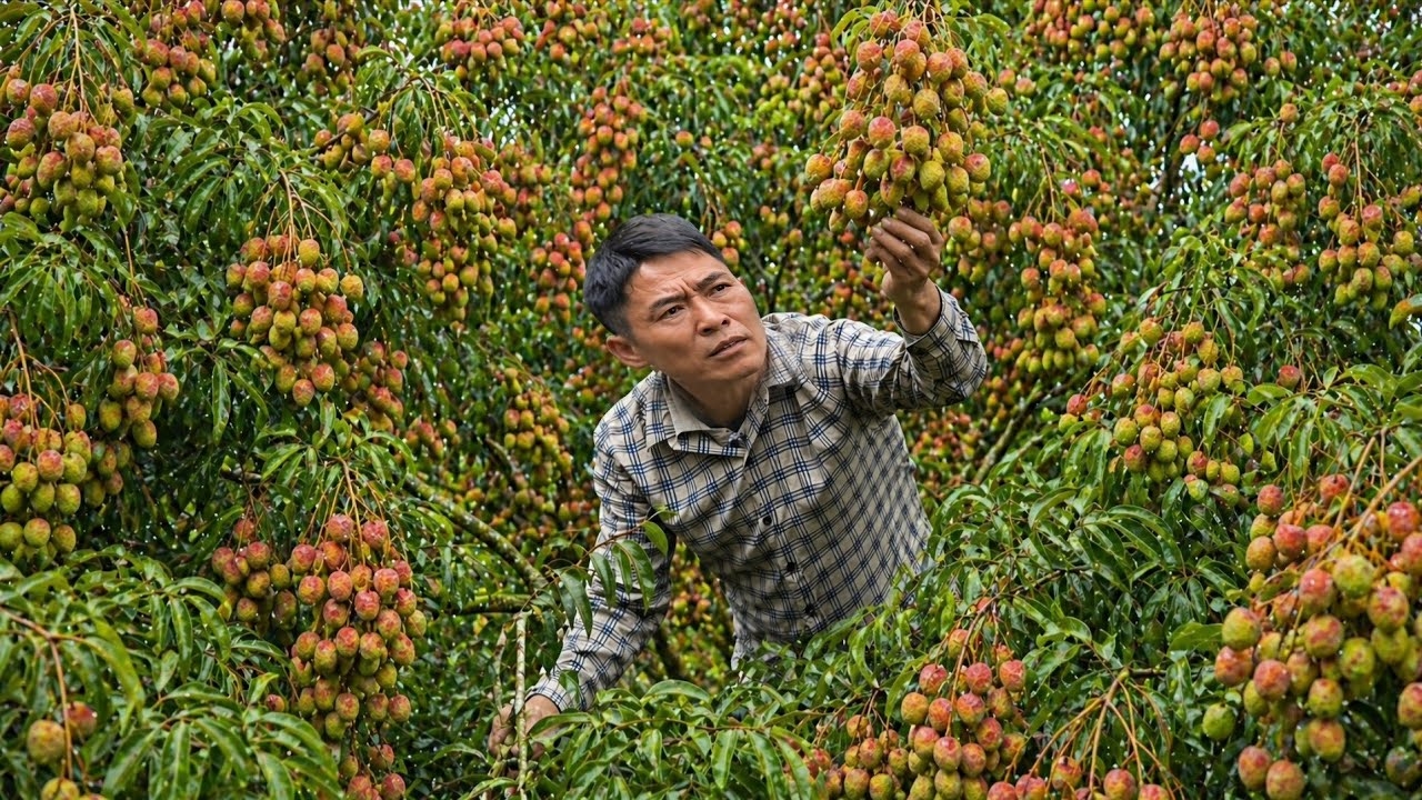 Собираю личи и иду на рынок продавать. Забочусь о своей бедной козочке. Жизнь во Вьетнаме