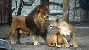 Найти пригласила льва Ричарда на свидание, а он не понял, но  на теплом камне они помирились.