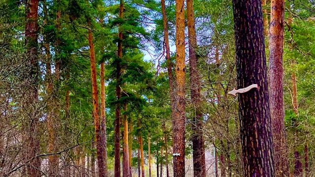 Лесные новости, окрестности города Асбест, Средний Урал🌳🌲🌼🌿🌾🏞️🌲