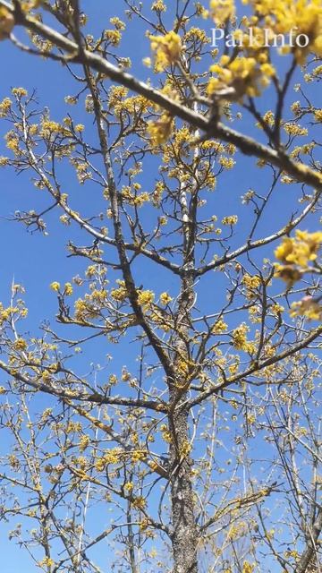 Цветение кизила в Сочи