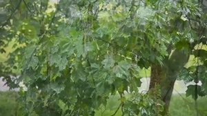 Апрельский дождик Видео Виктор Поживин  2013г