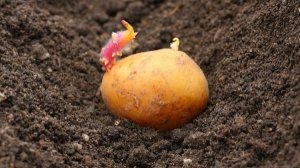 ПРИСТУПАЮ К ПОСАДКЕ КАРТОШКИ