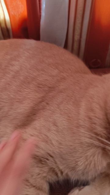 обзор на моего кота