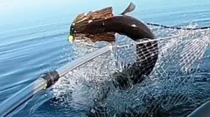 Первая рыбалка по открытой воде 2026г