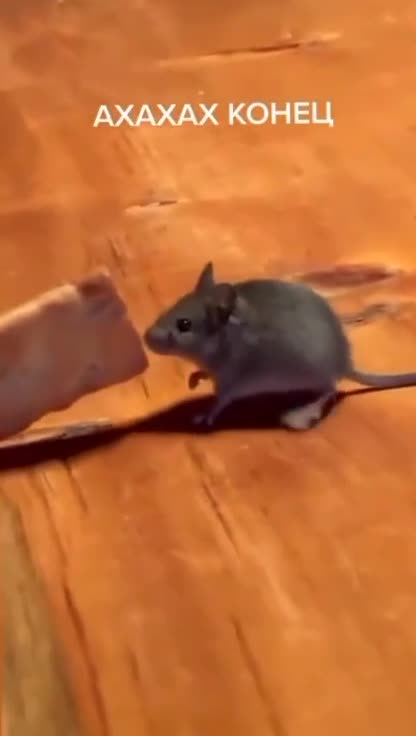 Пятую врубил