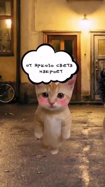 котята пояснят)