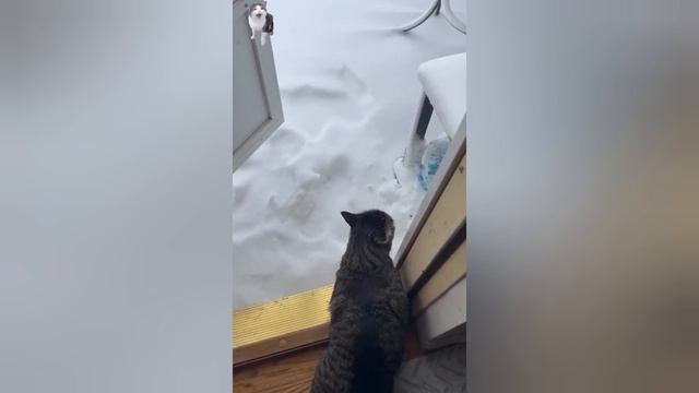 Кот обожает гулять, но ненавидит снег, поэтому  ругается, когда его видит.