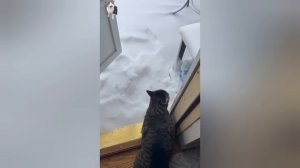 Кот обожает гулять, но ненавидит снег, поэтому  ругается, когда его видит.