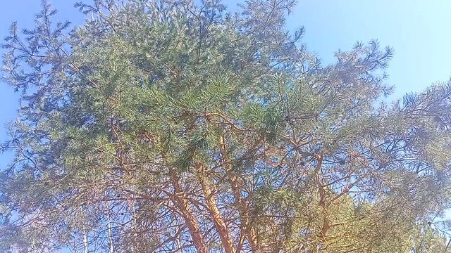 новый домик в лесу на берегу Волги