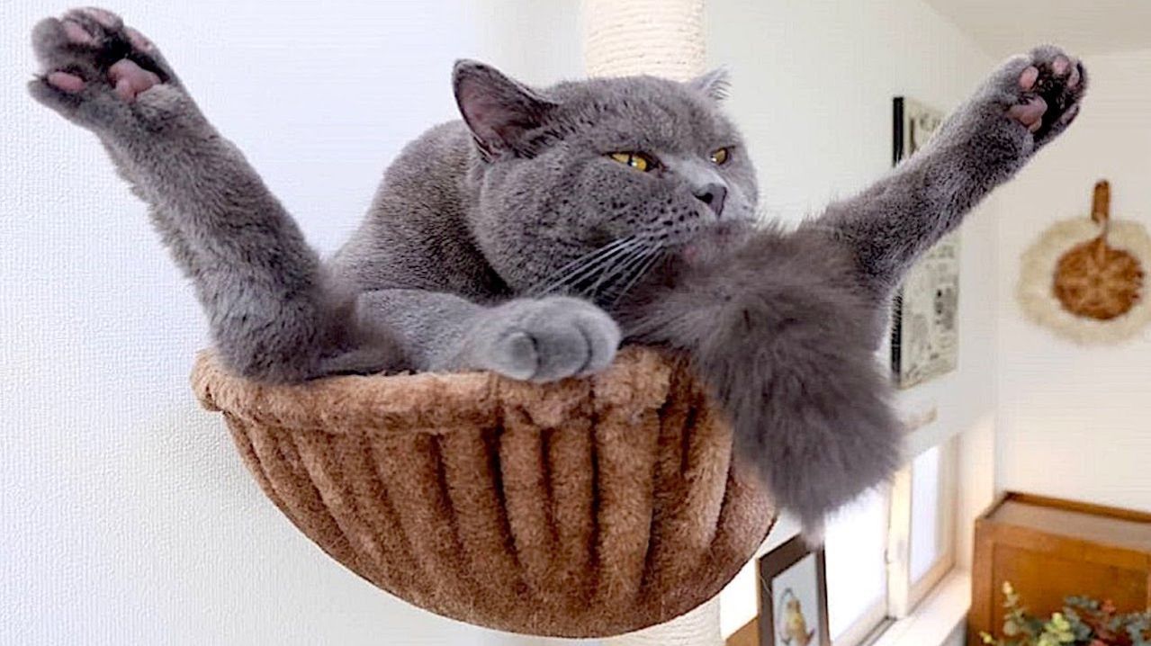 СМЕШНЫЕ КОТЫ | ЛУЧШИЕ ПРИКОЛЫ С КОТАМИ, СОБАКАМИ, КОШКИ, СОБАКИ, ЖИВОТНЫЕ, СМЕШНОЕ ВИДЕО