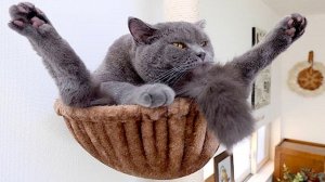 СМЕШНЫЕ КОТЫ | ЛУЧШИЕ ПРИКОЛЫ С КОТАМИ, СОБАКАМИ, КОШКИ, СОБАКИ, ЖИВОТНЫЕ, СМЕШНОЕ ВИДЕО