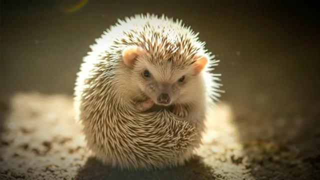 Ежики 🦔 ежидзе 💥 обожаю ёжиков 🦔