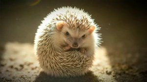 Ежики 🦔 ежидзе 💥 обожаю ёжиков 🦔