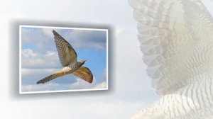 Раиса Щербакова - Кукушка