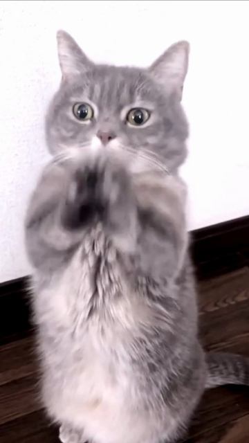 Заставка для видео Танцующий серый кот № 541