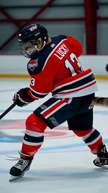 cool tricks#6, The grey cats are on a roll (hockey)/Fury cats