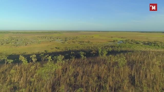 Тарантул. Творческий подход для выживания