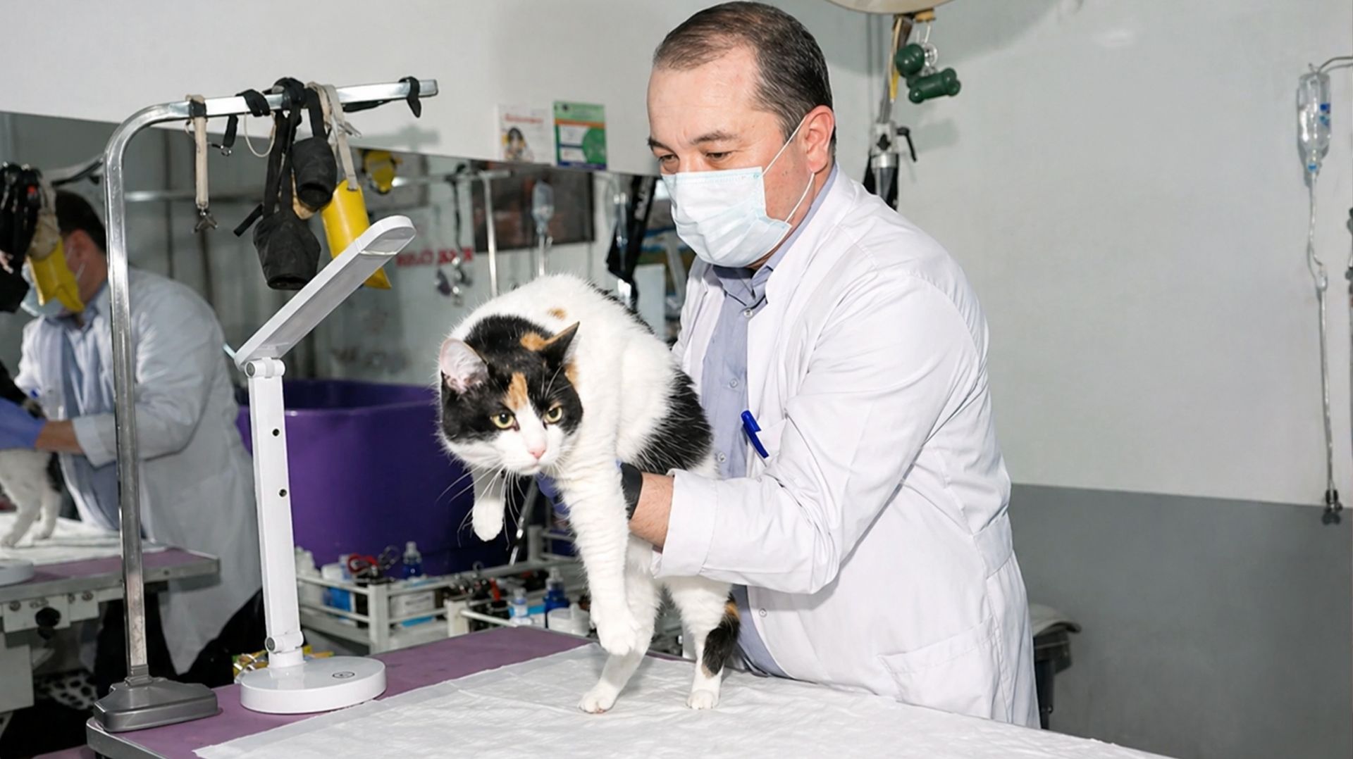 В Таджикистане призвали срочно привить домашних животных