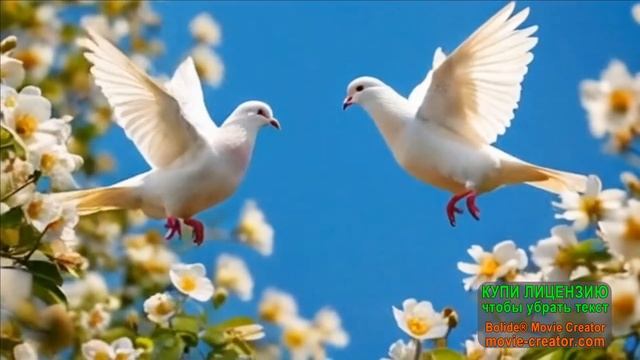 С ДОБРЫМ УТРОМ ВЕСНА-ЛЮБОВЬ И ГОЛУБИ! ТЫ МОЯ ГОЛУБКА...