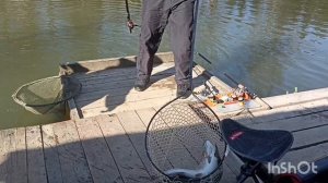 Бойкая форель в Липках