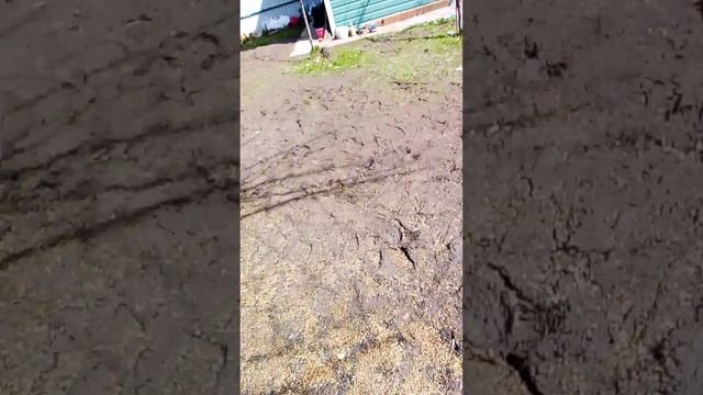 Колян илетрик