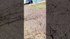 Колян илетрик