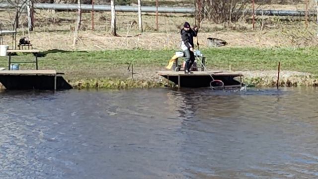 Светлые Горы Форель6 25.04.2026г.