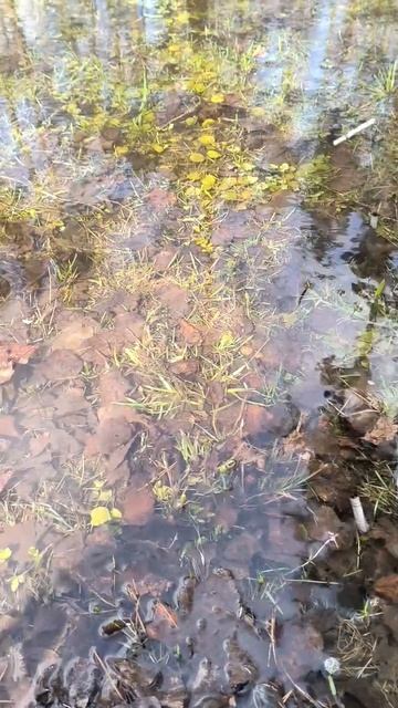 Зеркало воды