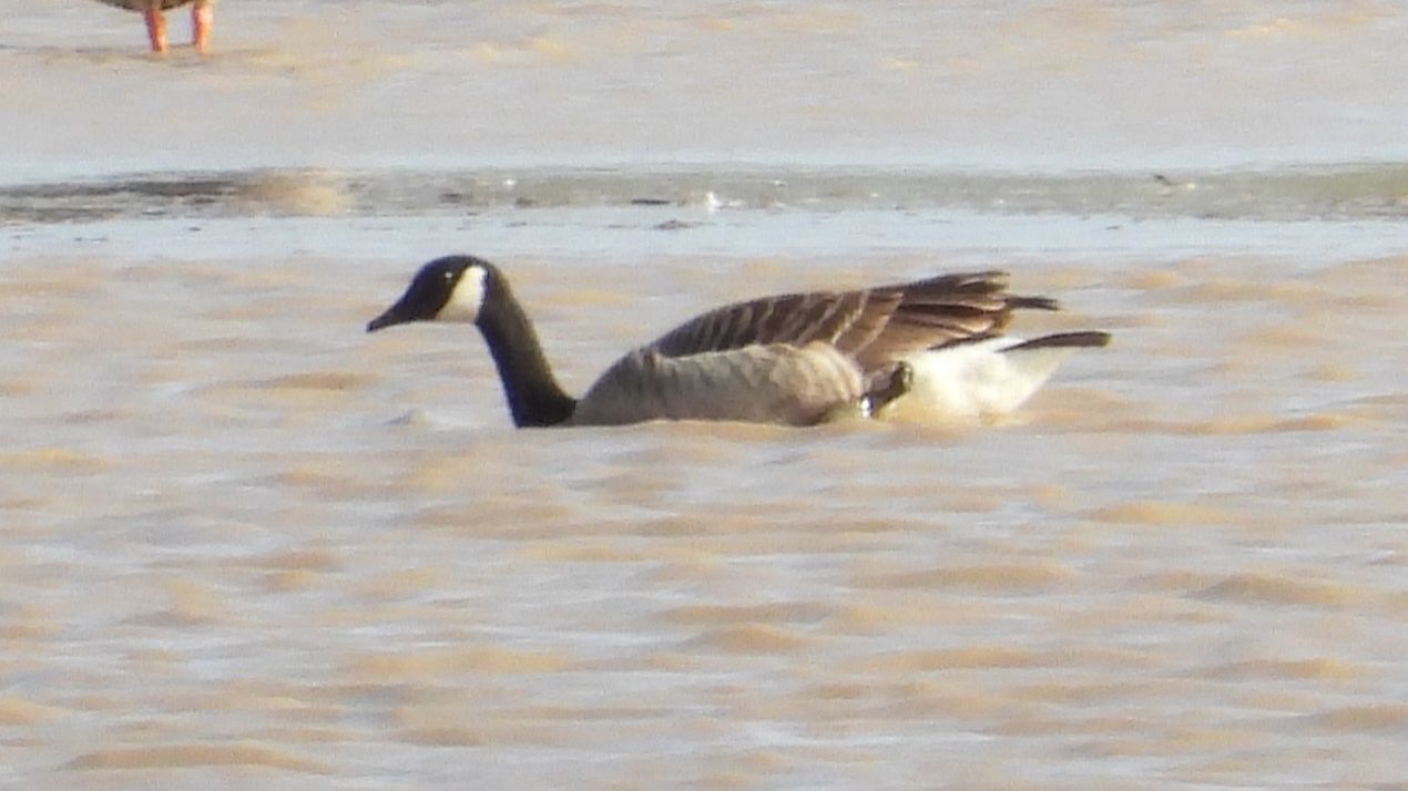 две Канадские Казарки, наблюдение птиц в Новгородской области, Ушерско, 25 апреля 2026