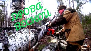 Заготовляю дрова. За прополисом к Лесному Дому.