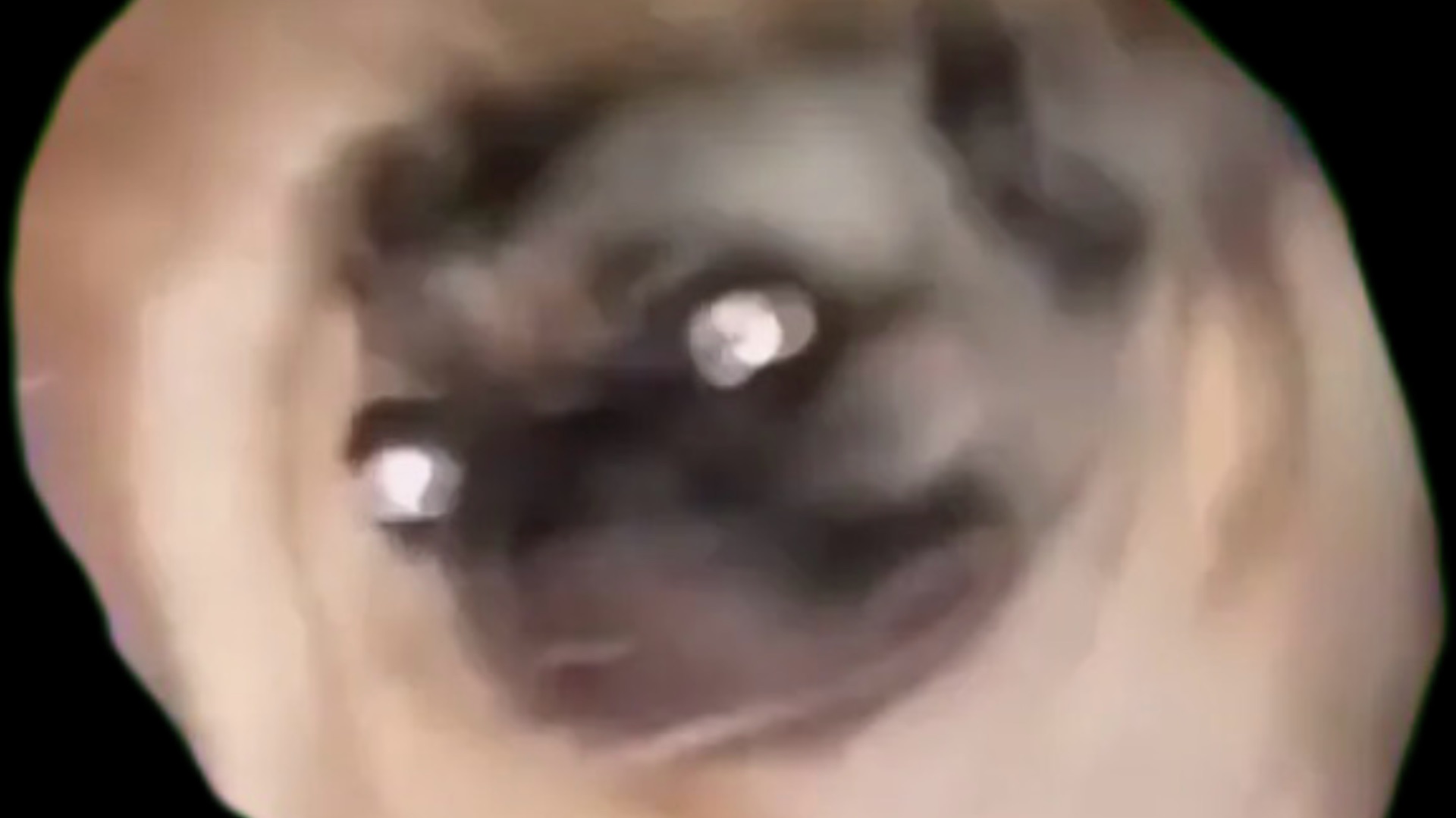 Когда вижу собаку 🐶