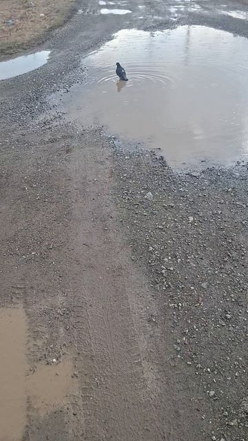 В деревне кто это купается