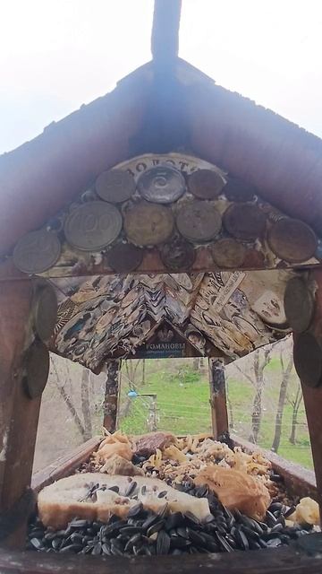 1000016299.mp4Кормушка.25.04.2026г.